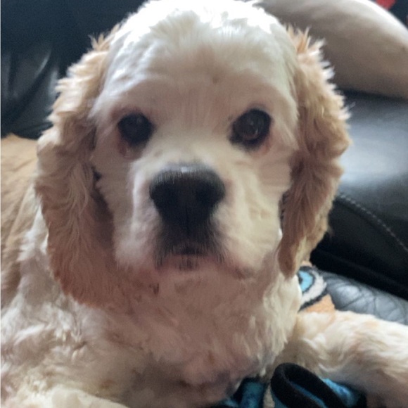 Meet your Posher, Carissa - Picture 3 of 15